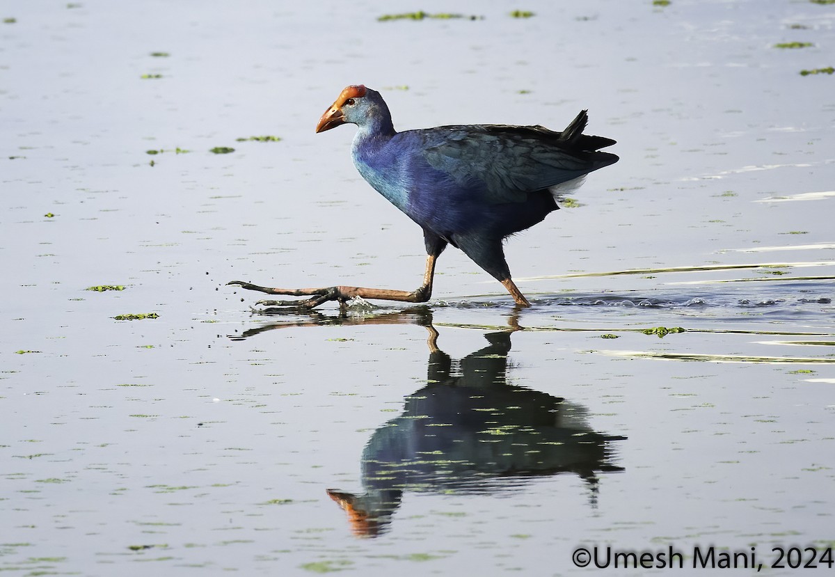 Gray-headed Swamphen - ML622083743