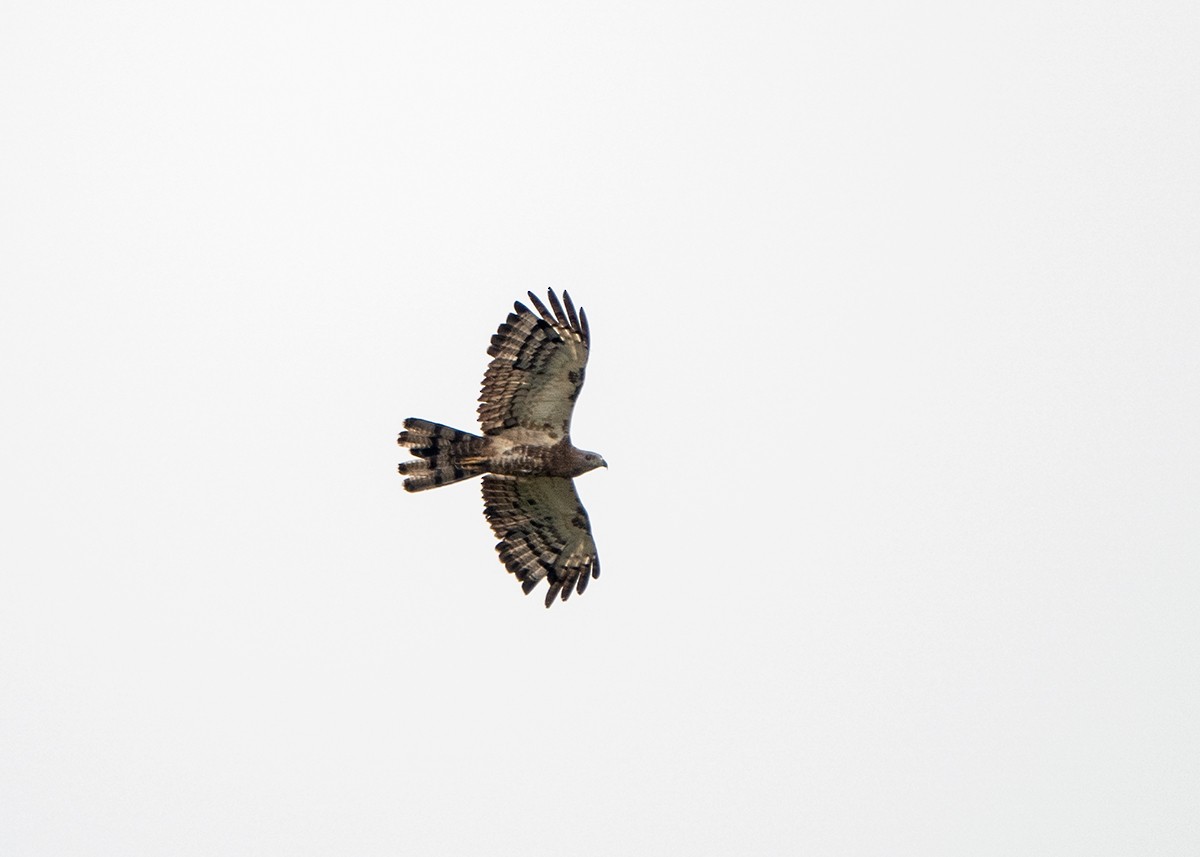 Oriental Honey-buzzard - ML622083752