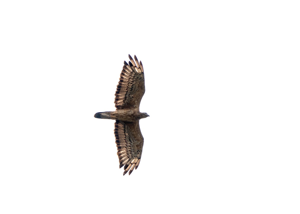 Oriental Honey-buzzard - ML622083753