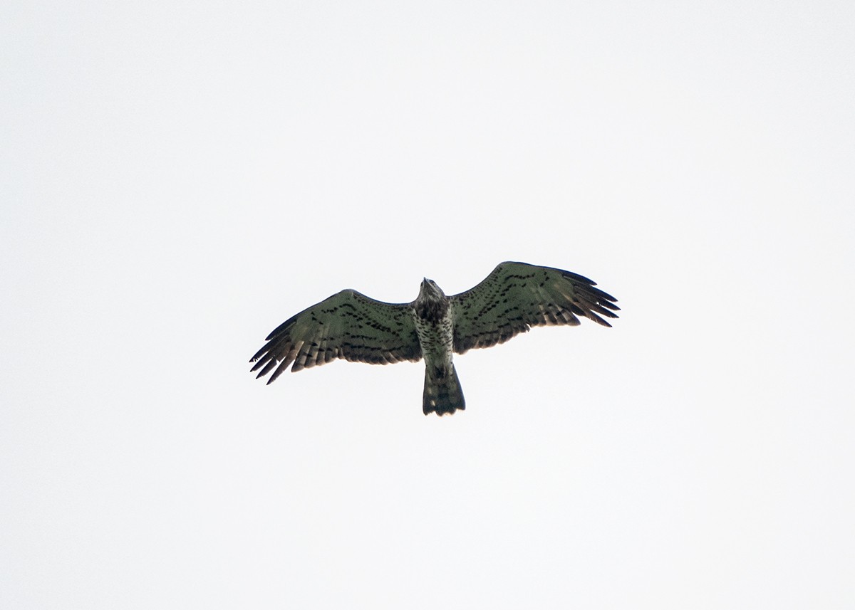 Short-toed Snake-Eagle - ML622083761