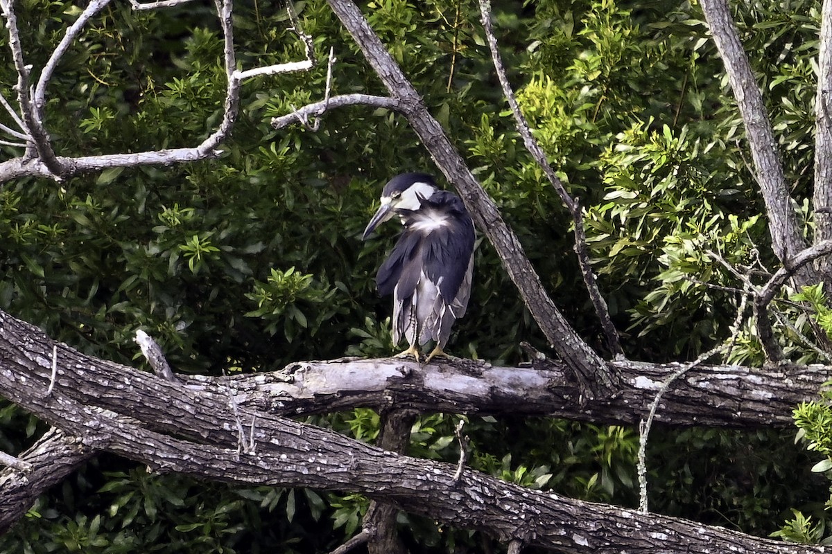 Black-crowned Night Heron - ML622083762