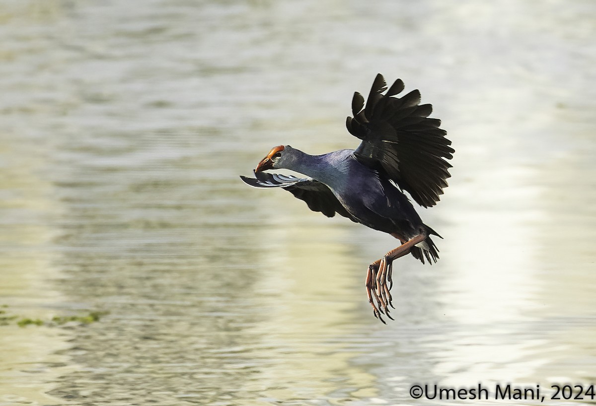 Gray-headed Swamphen - ML622083767