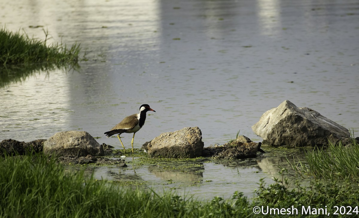 Red-wattled Lapwing - ML622083788