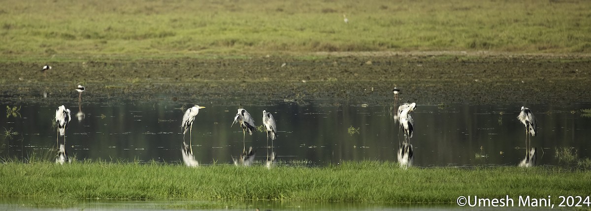 Gray Heron - ML622083797