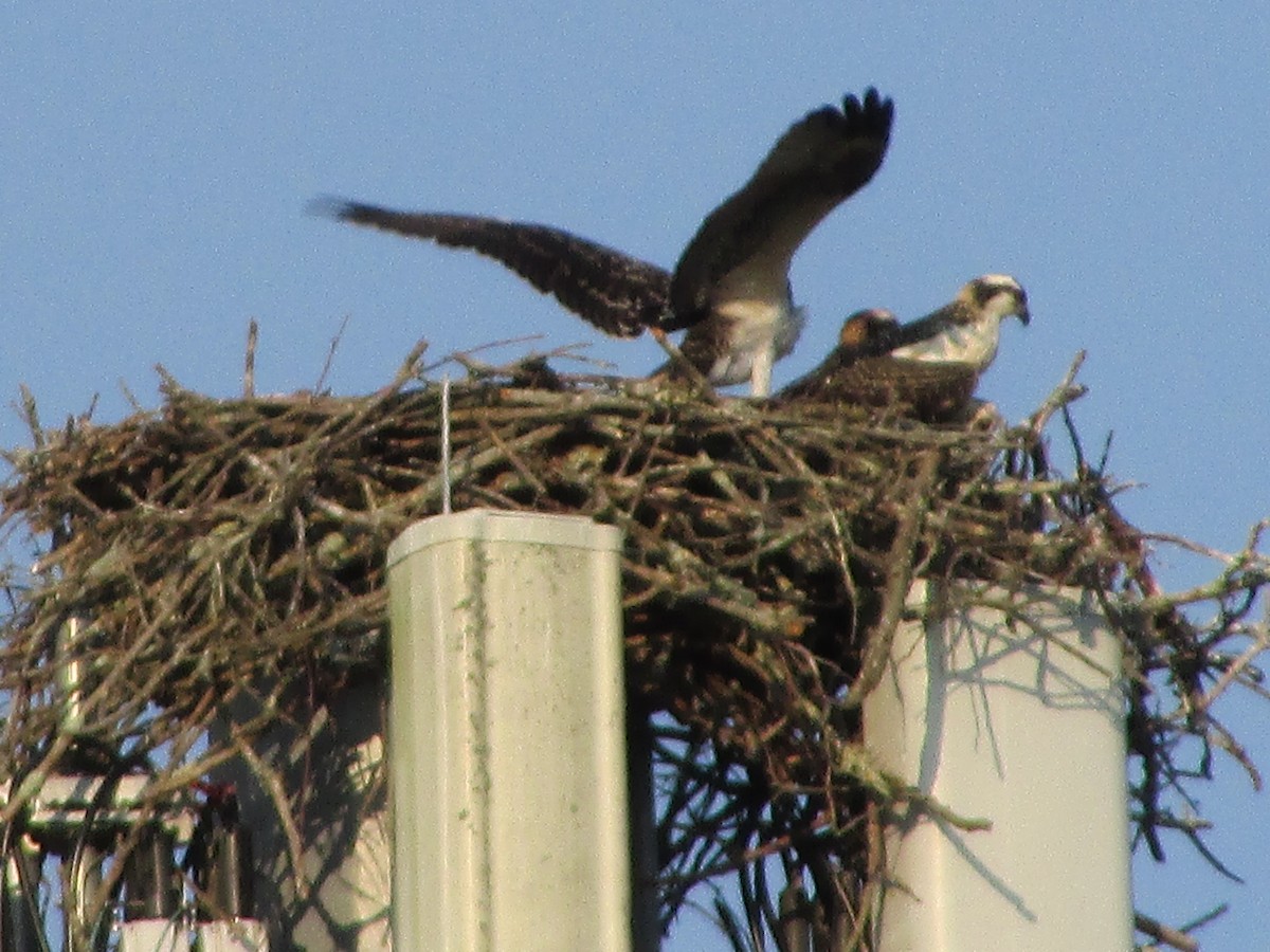 Osprey - Aditya Bhaskar