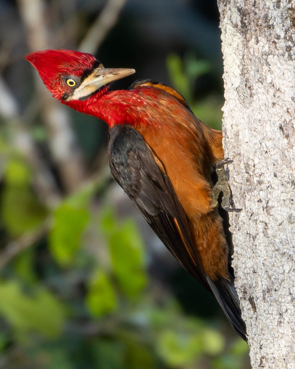 Red-necked Woodpecker - Katia Oliveira