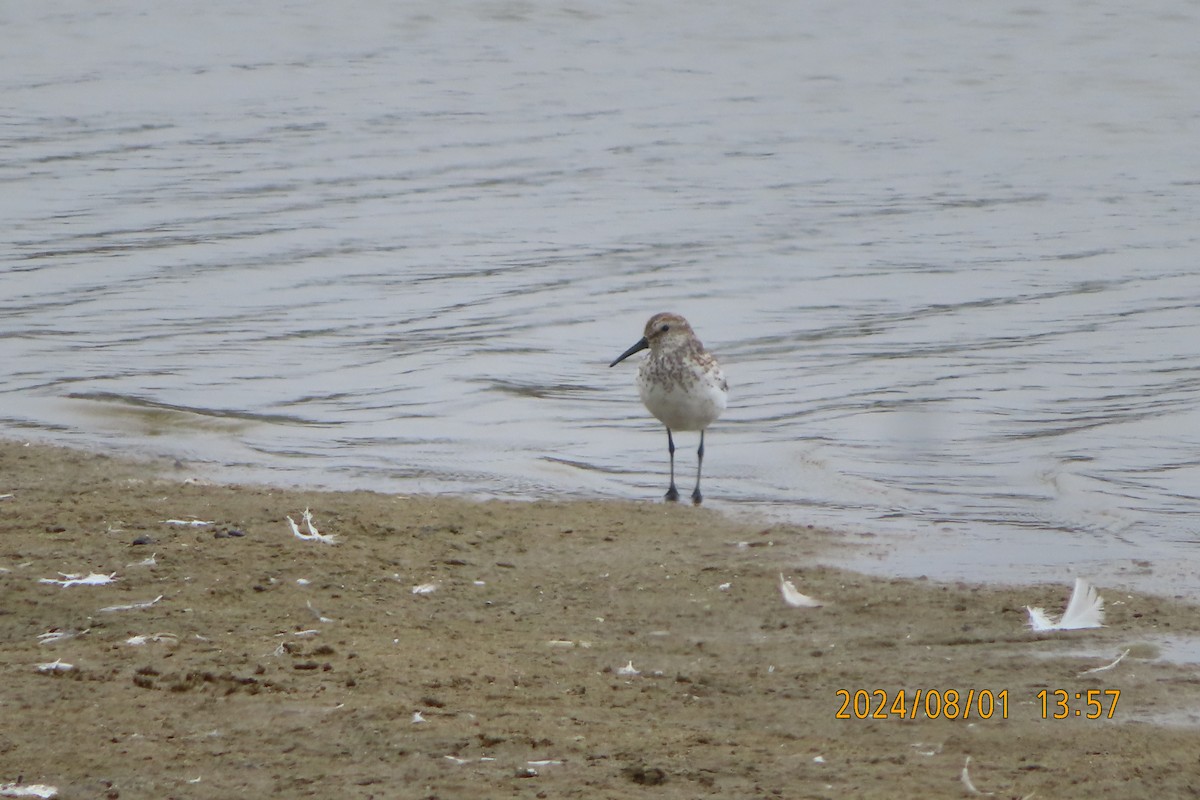 Western Sandpiper - ML622083848