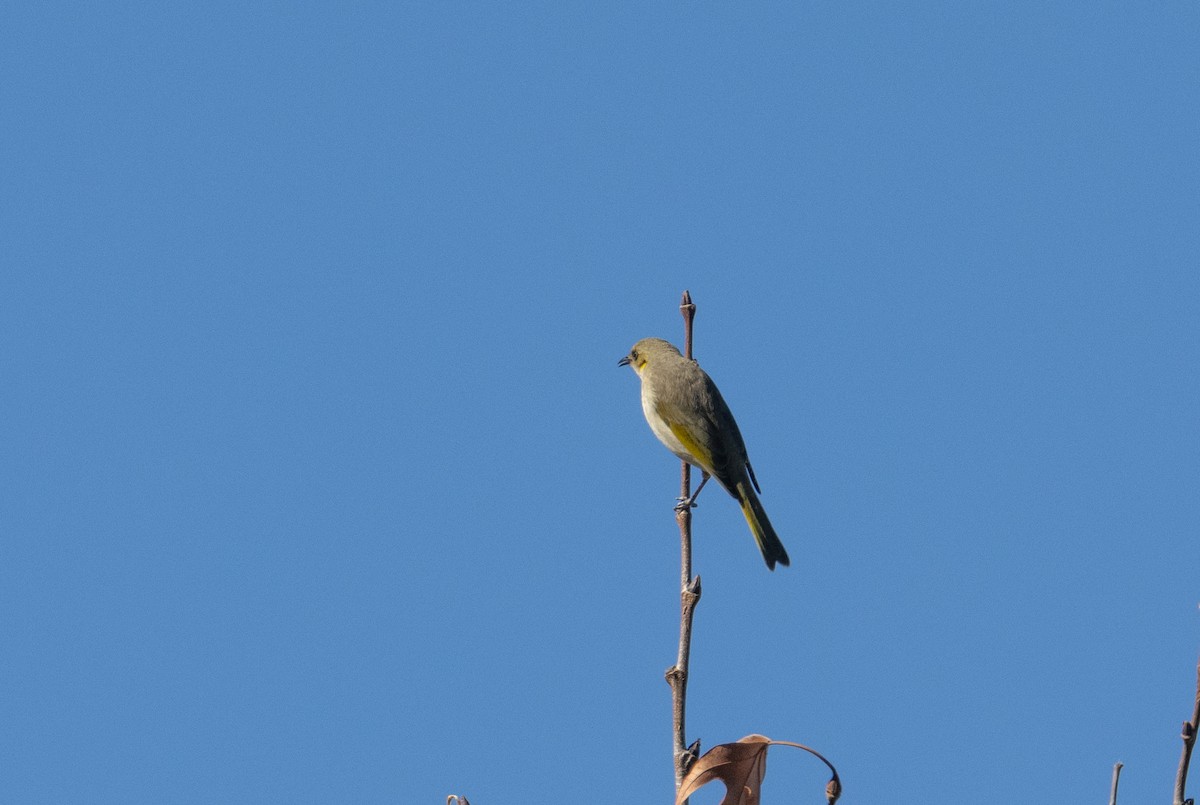 Fuscous Honeyeater - shorty w