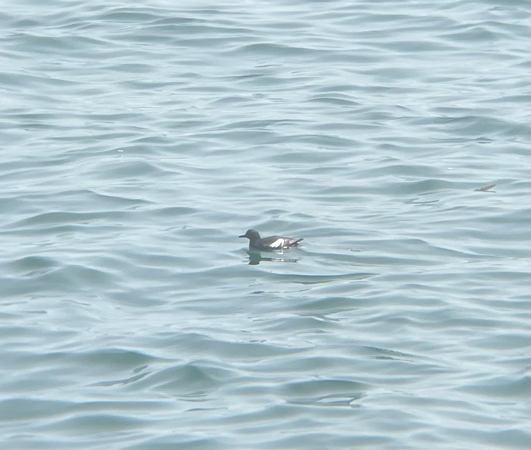 Pigeon Guillemot - ML622083865