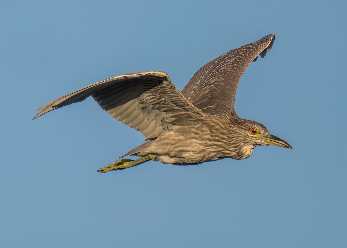 Black-crowned Night Heron - ML622083925