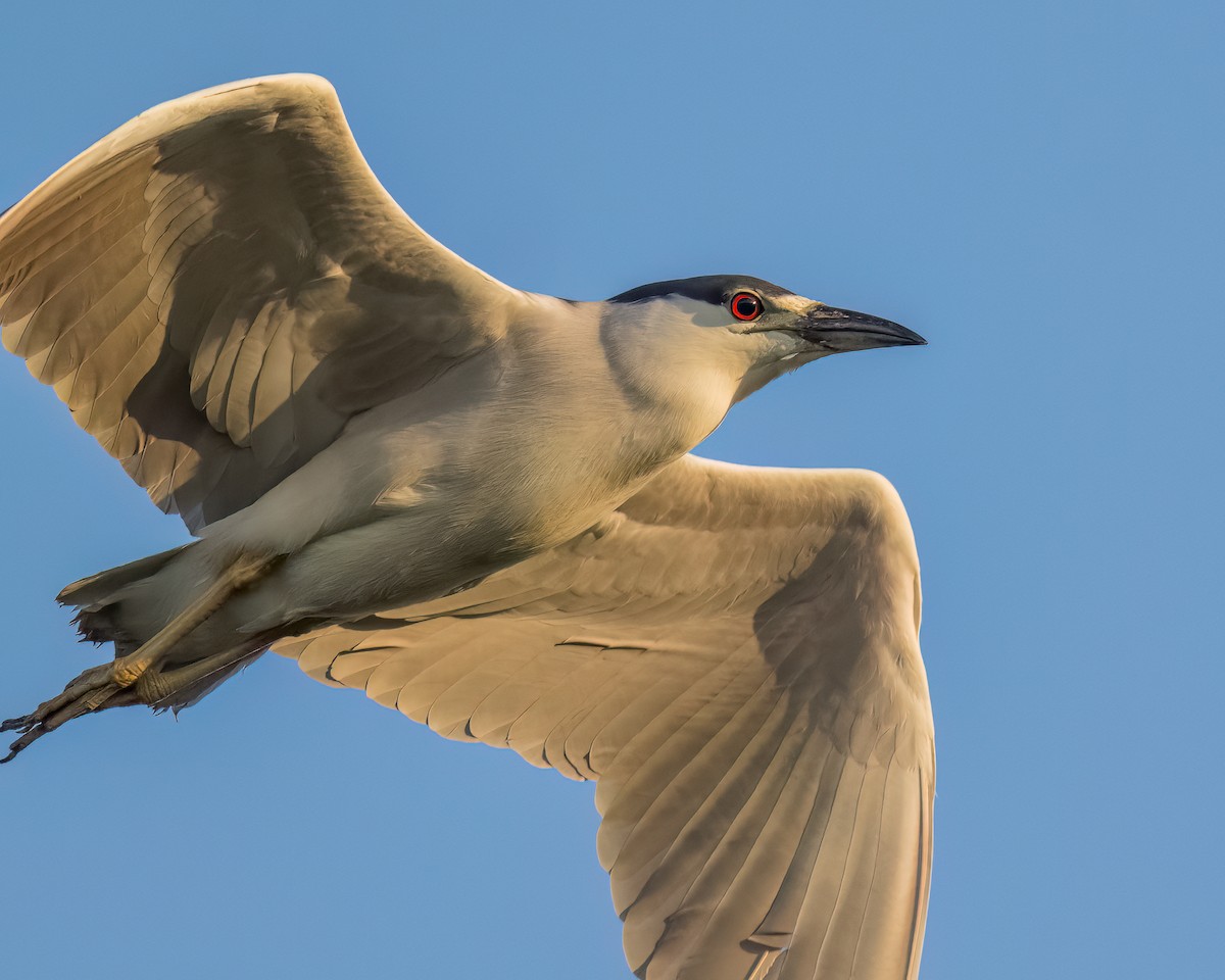 Black-crowned Night Heron - ML622083926