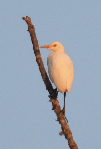 Western Cattle Egret - ML622083965