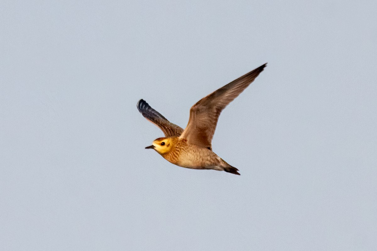 Pacific Golden-Plover - ML622083991