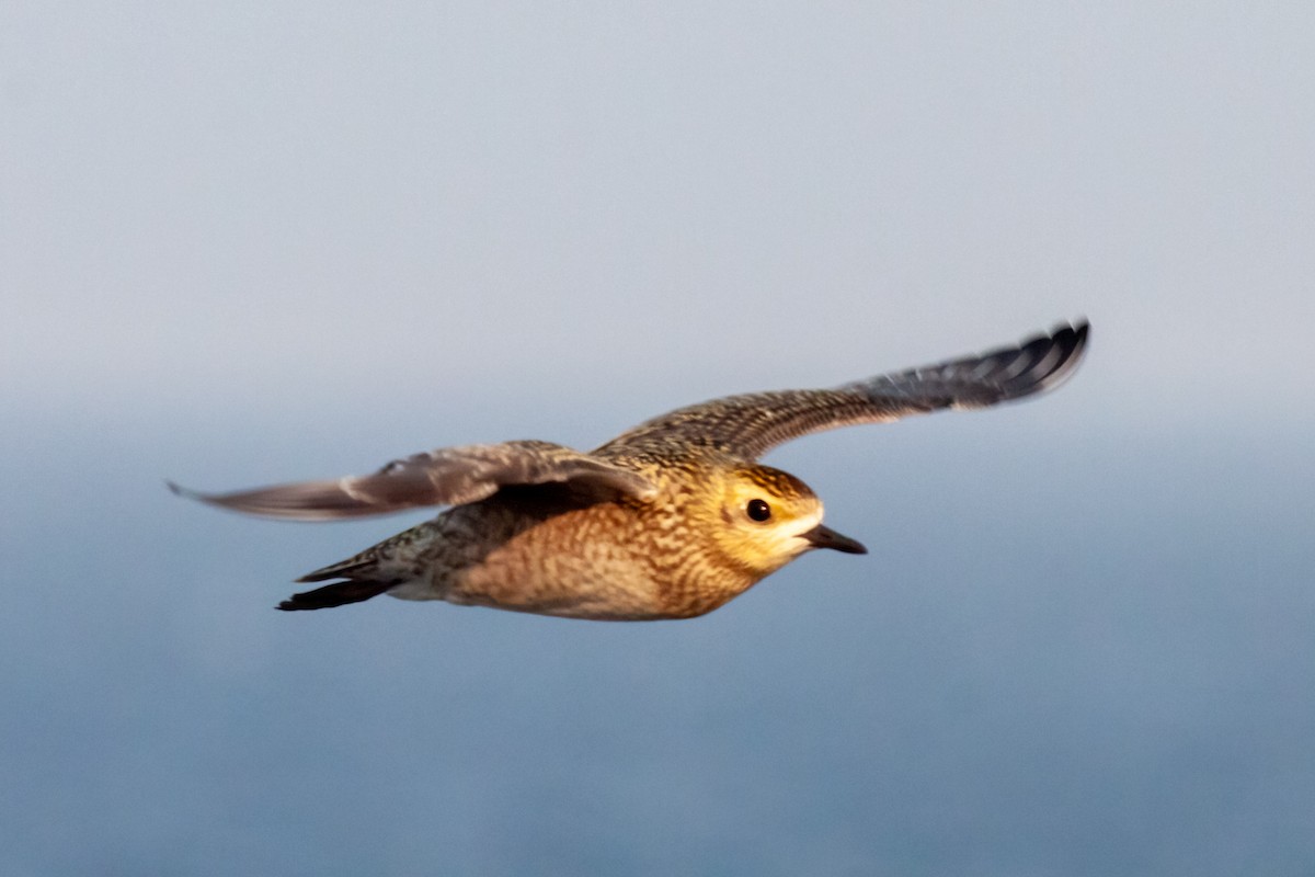 Pacific Golden-Plover - ML622083992