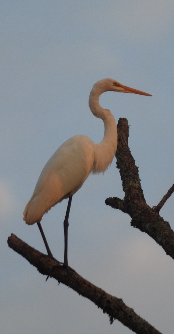 Great Egret - ML622084004