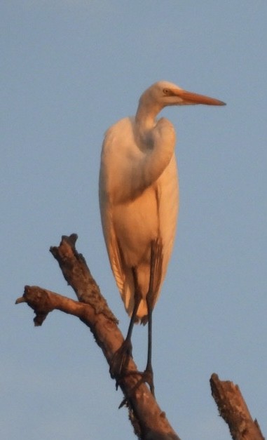 Great Egret - ML622084005