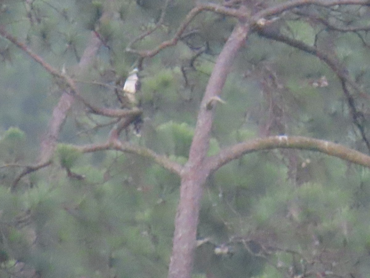 Laughing Falcon - ML622084021