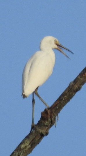 Little Blue Heron - ML622084040