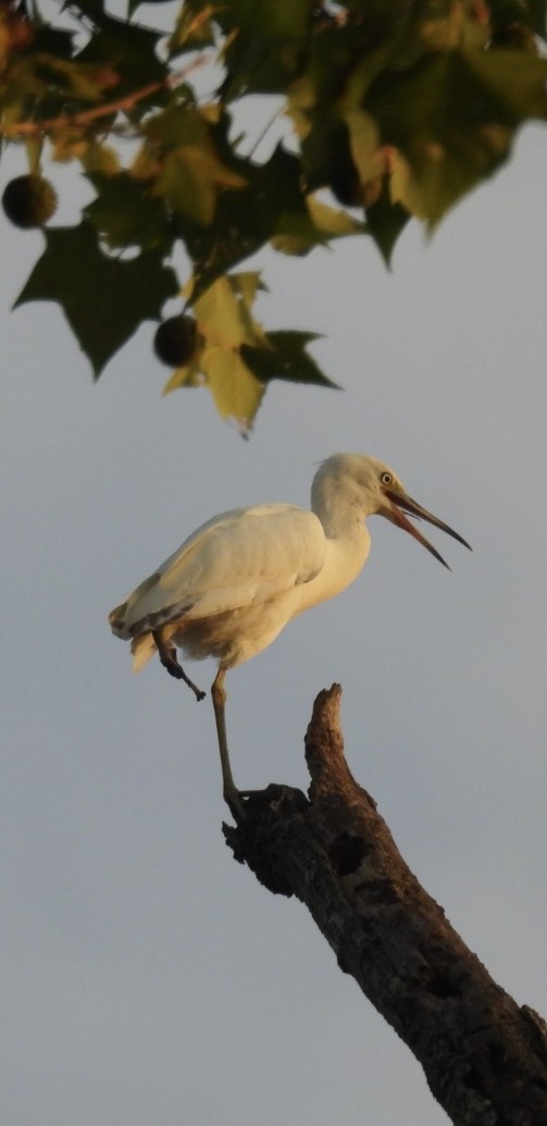 Little Blue Heron - ML622084041