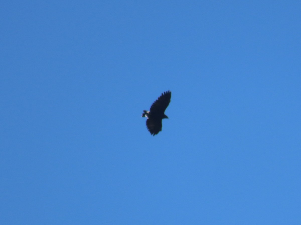 Common Black Hawk - ML622084046