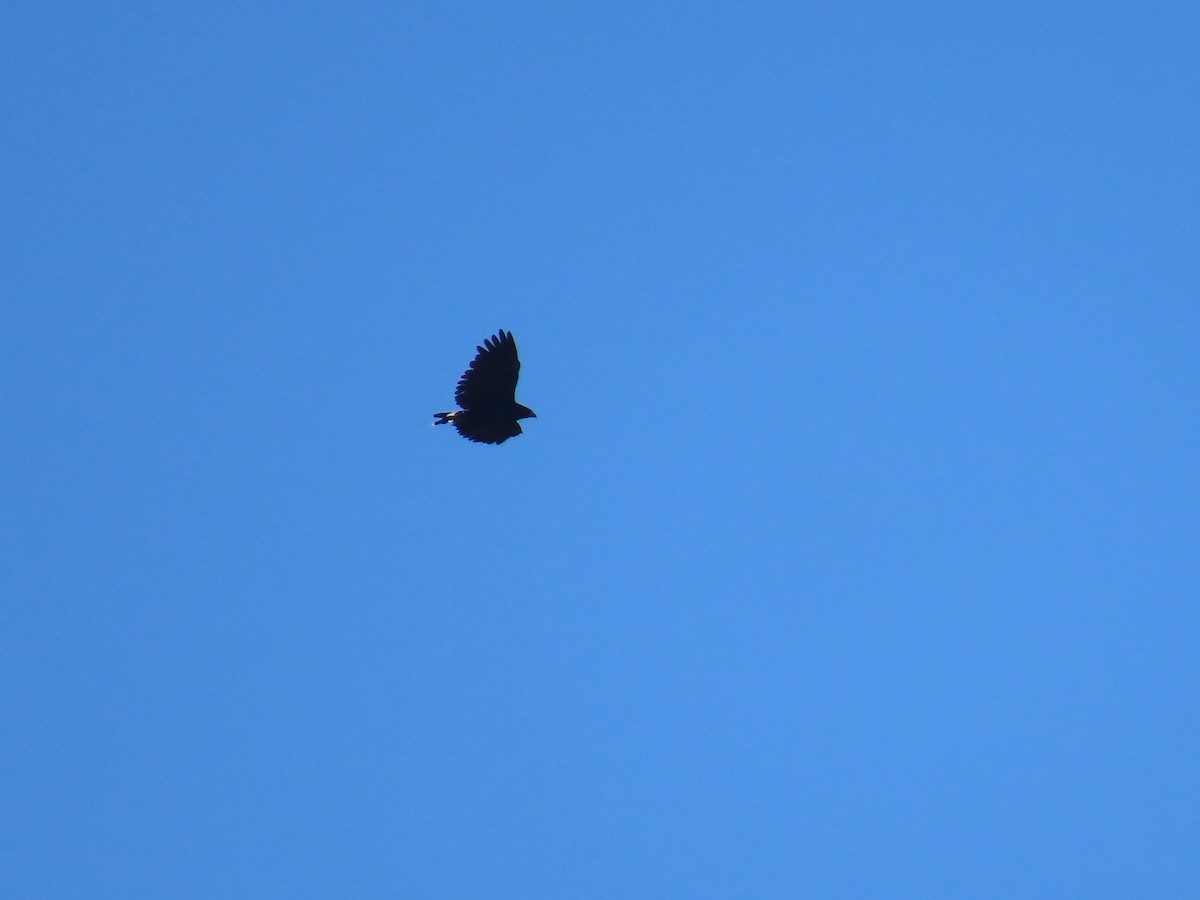 Common Black Hawk - ML622084047