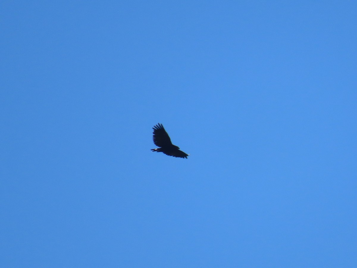 Common Black Hawk - ML622084048
