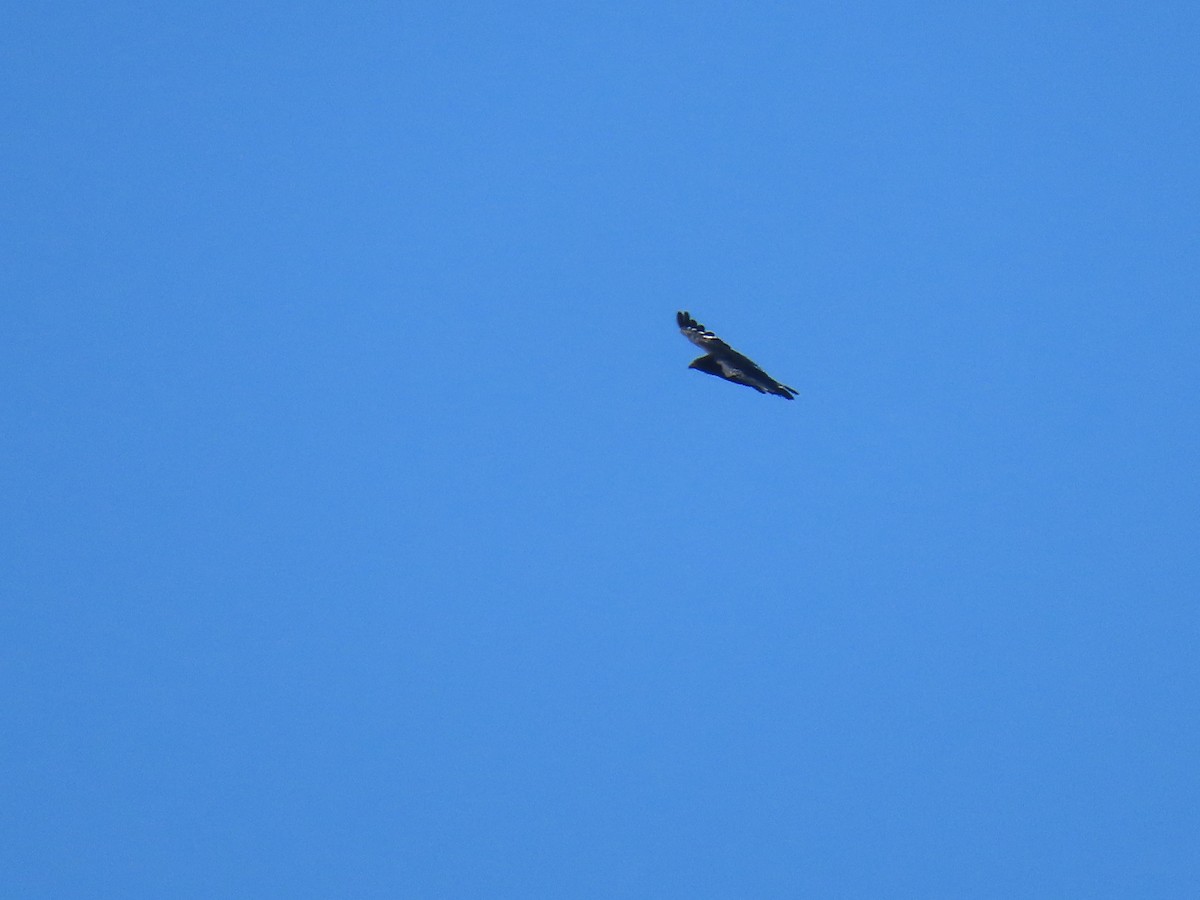 Common Black Hawk - ML622084049