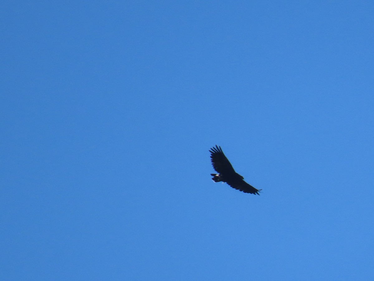 Common Black Hawk - ML622084050
