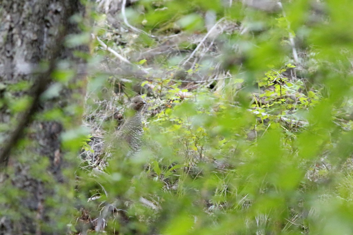 Dusky Grouse - ML622084057