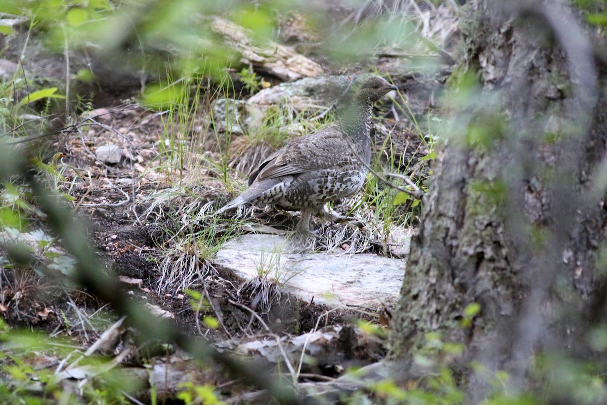 Dusky Grouse - Lorraine Lanning