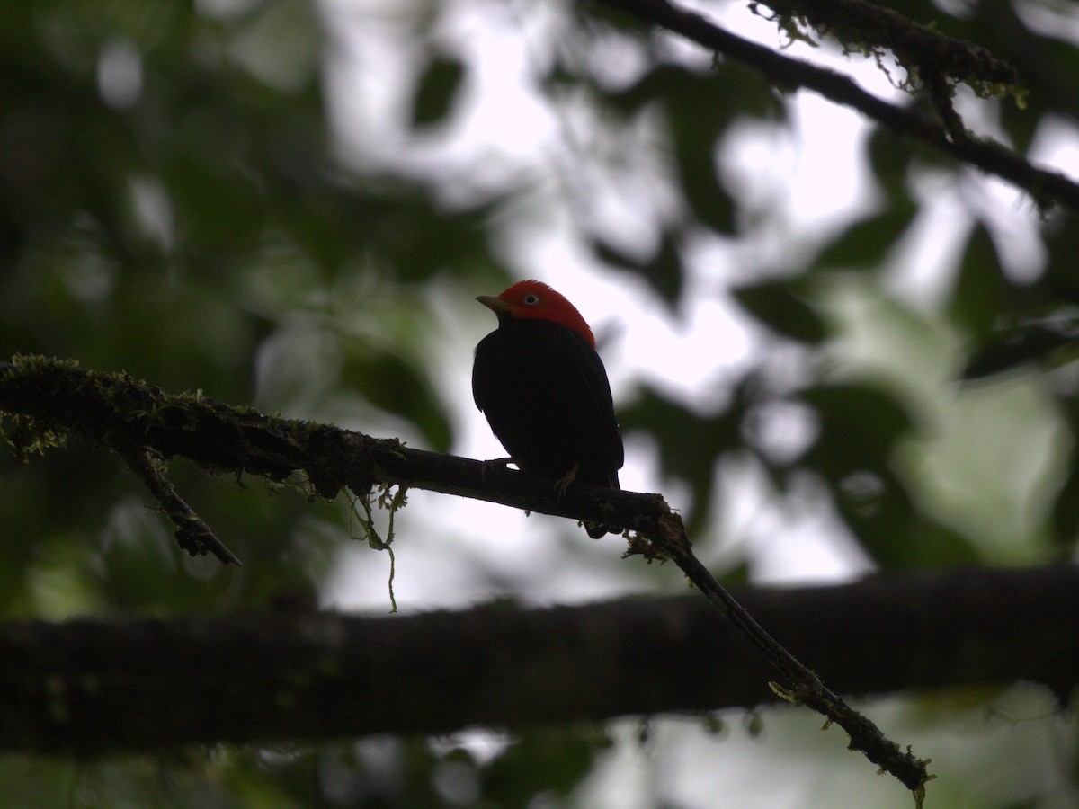 Red-capped Manakin - ML622084094