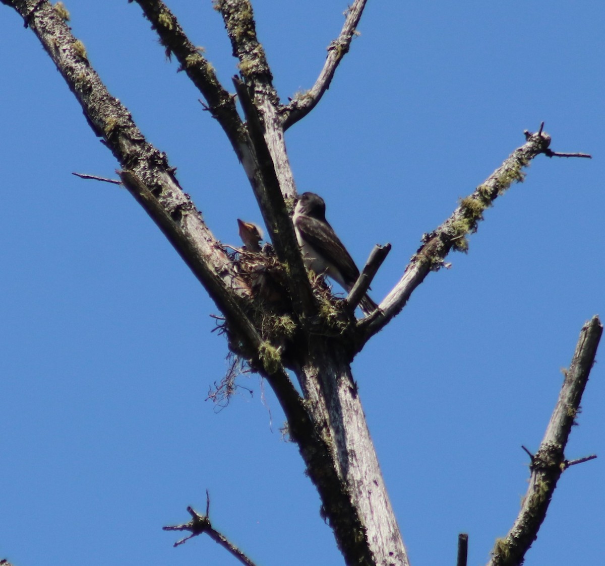 Eastern Kingbird - ML622084098