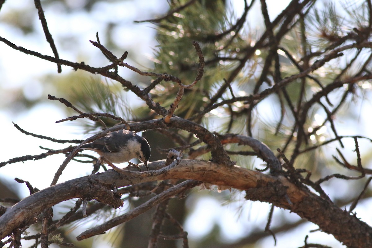 White-breasted Nuthatch - ML622084099