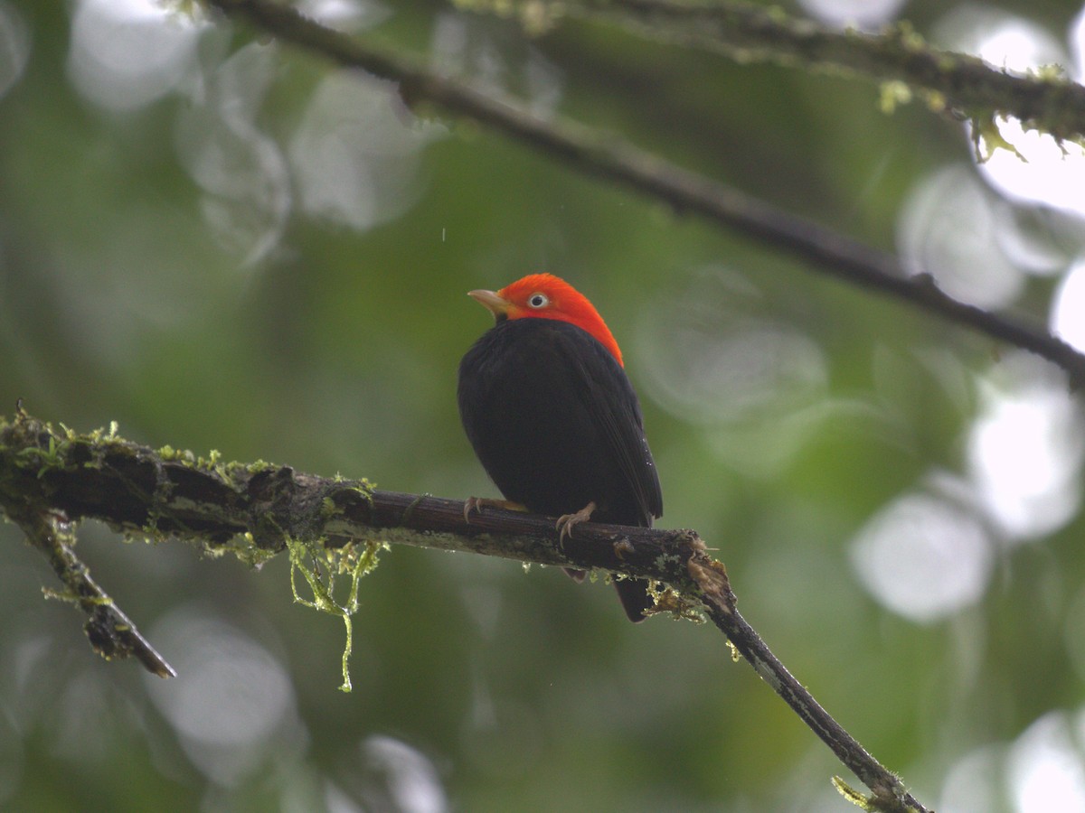 Red-capped Manakin - ML622084100