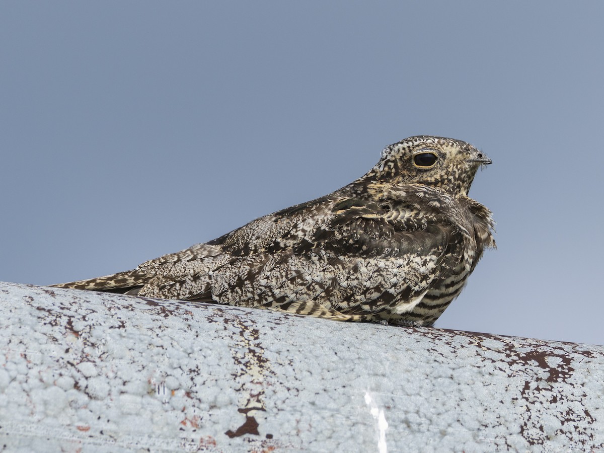 Common Nighthawk - ML622084101