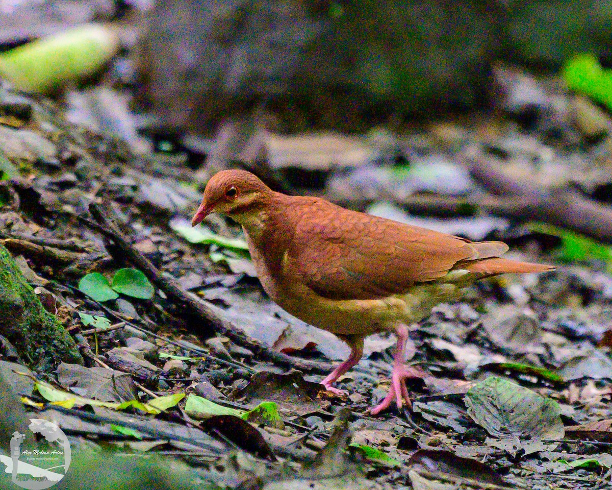 Ruddy Quail-Dove - ML622084104