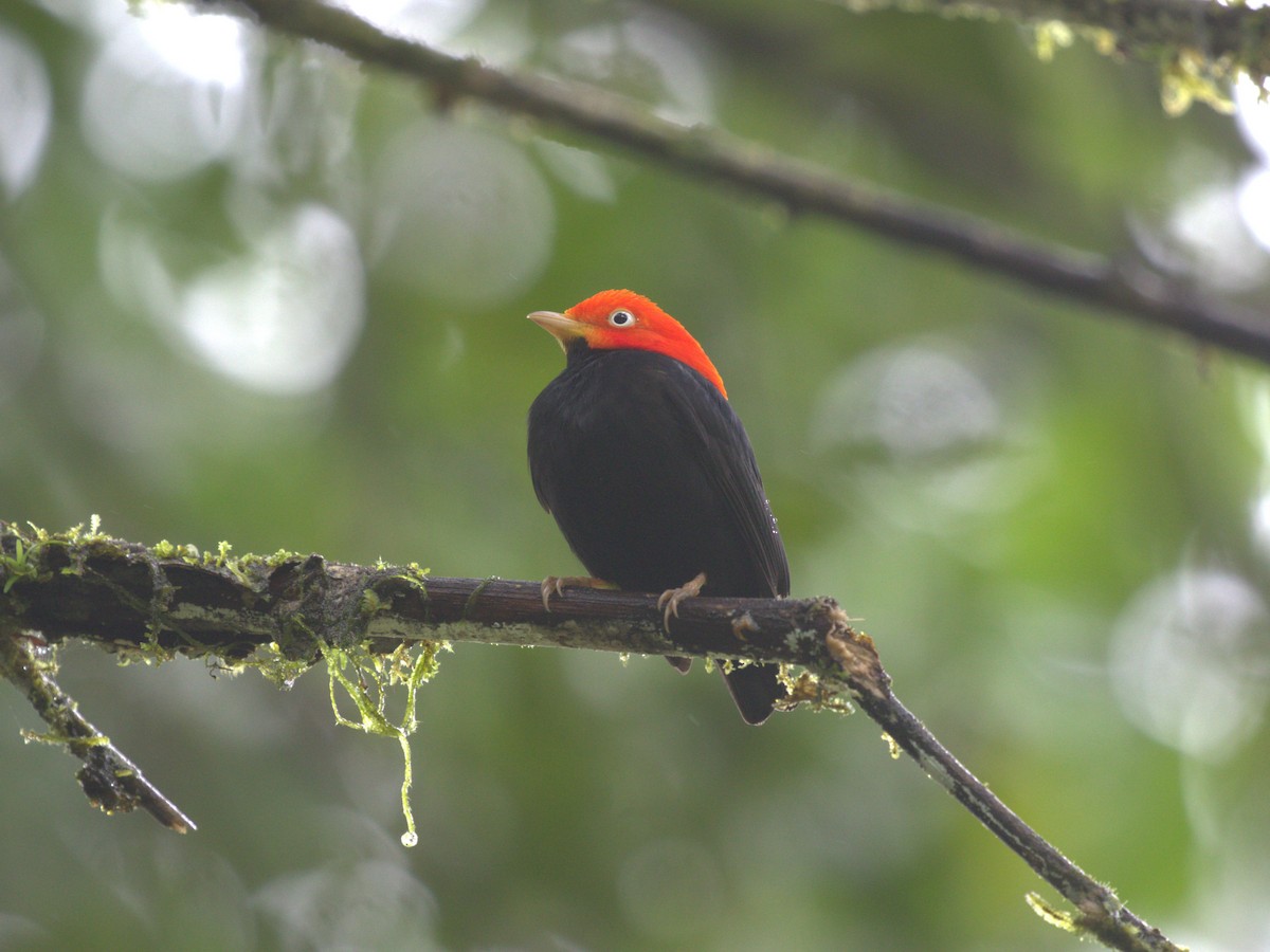 Red-capped Manakin - ML622084105