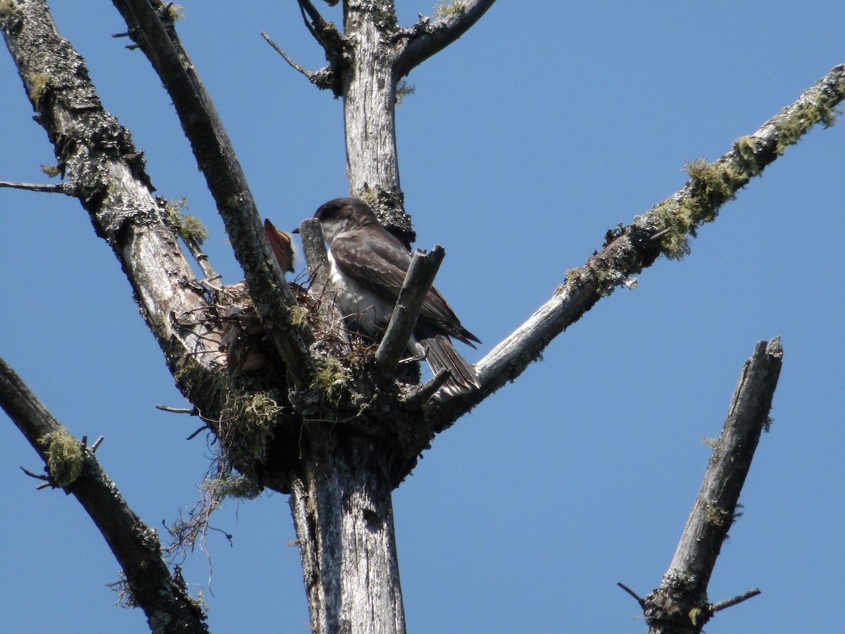 Eastern Kingbird - ML622084106