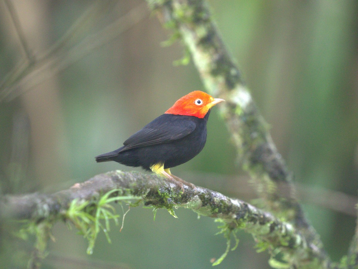 Red-capped Manakin - ML622084110