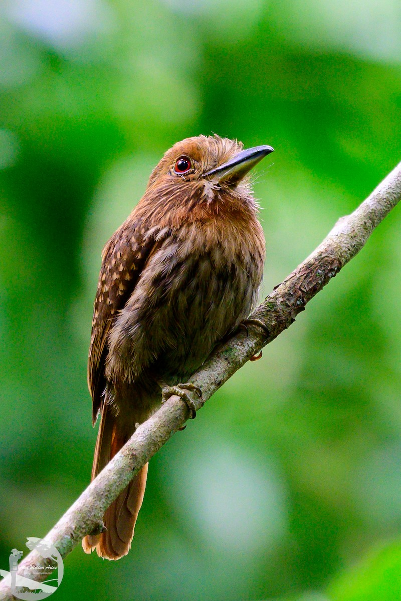 White-whiskered Puffbird - ML622084114