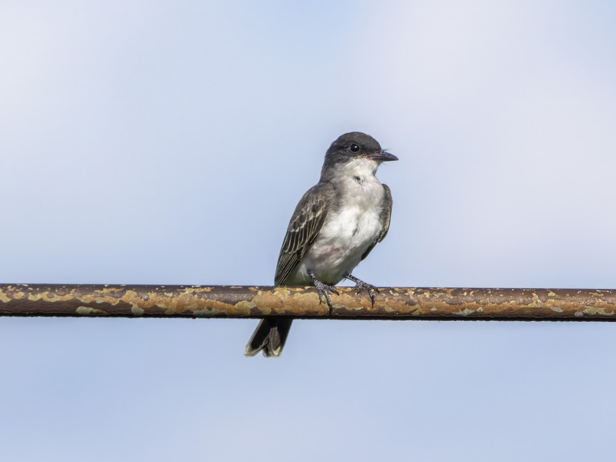 Eastern Kingbird - ML622084115