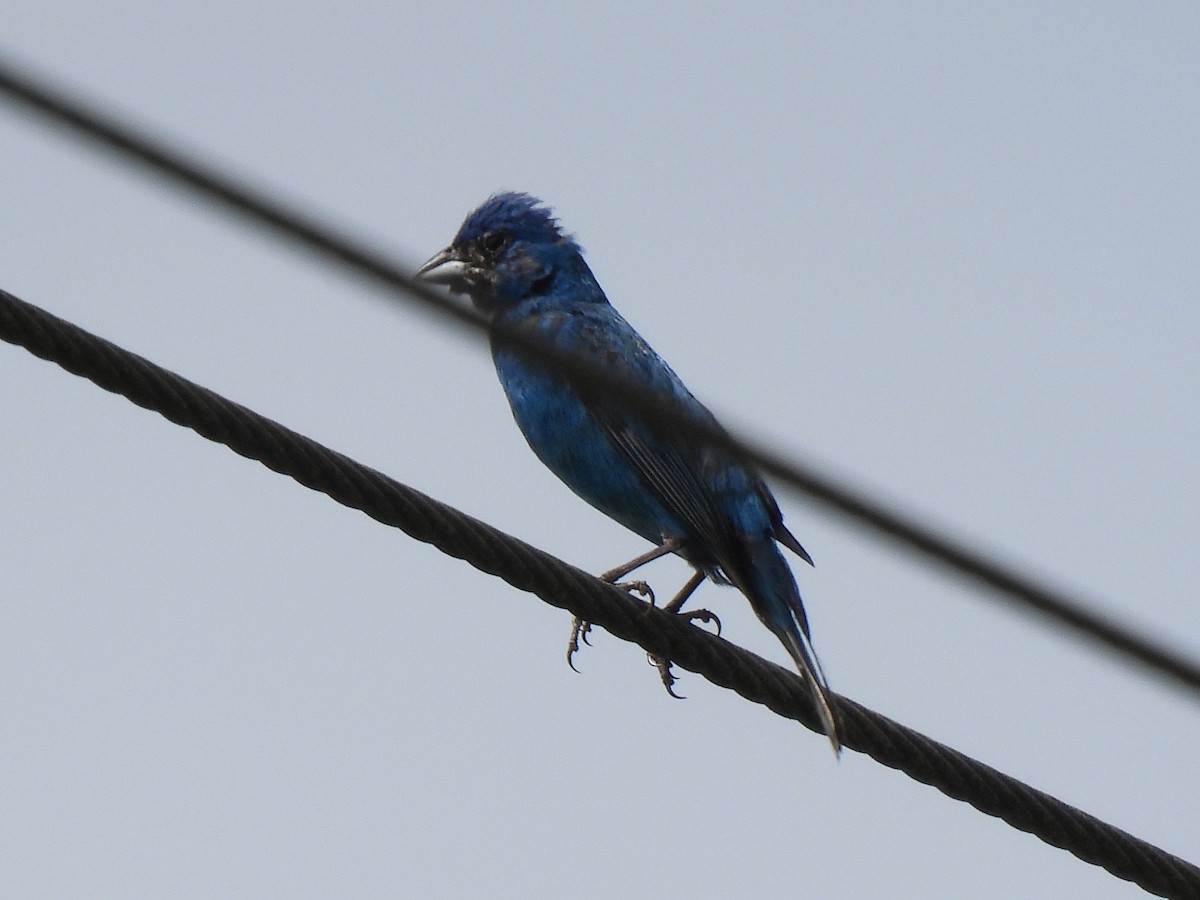 Indigo Bunting - ML622084116