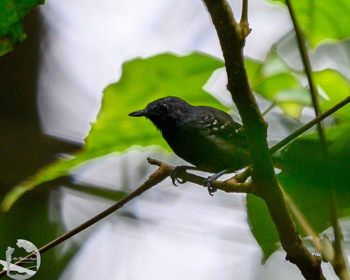 Dusky Antbird - ML622084119