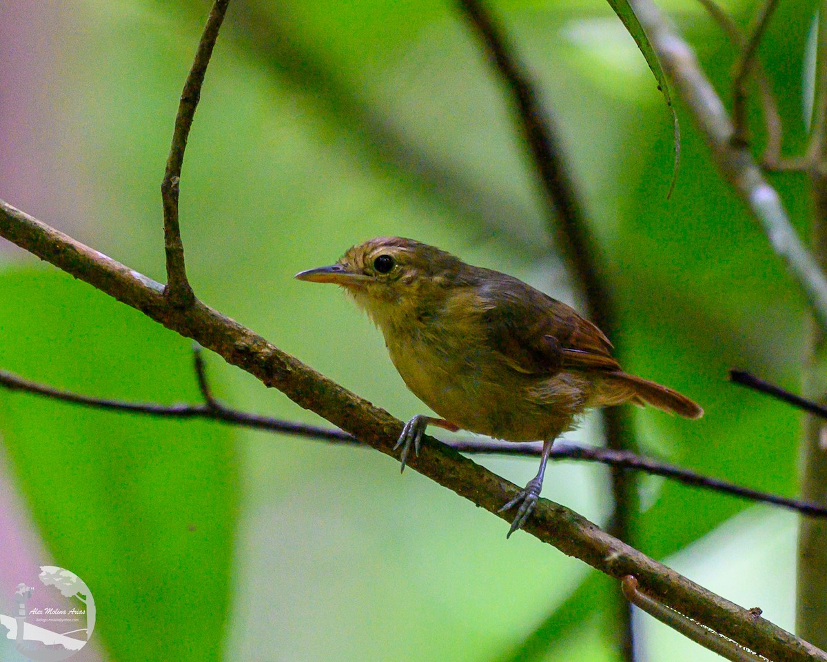 Dusky Antbird - ML622084120