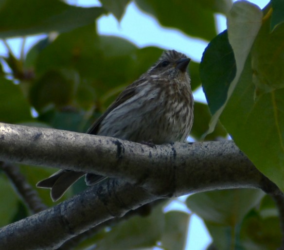 Purple Finch - ML622084121