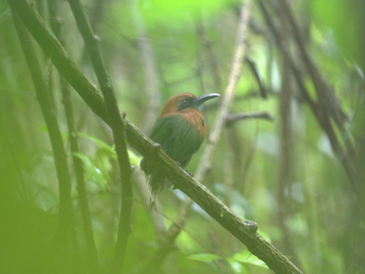 Broad-billed Motmot - ML622084122