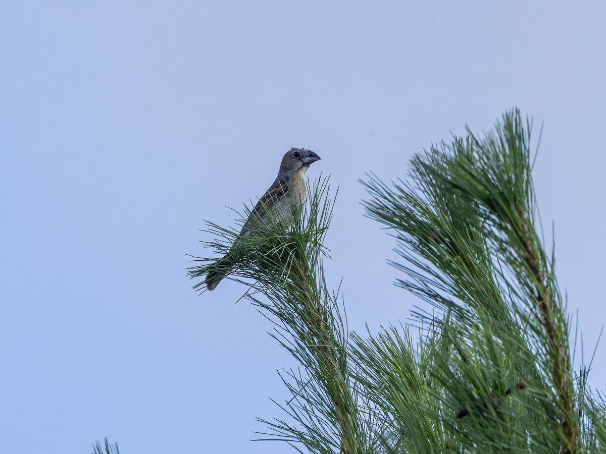 Blue Grosbeak - ML622084123