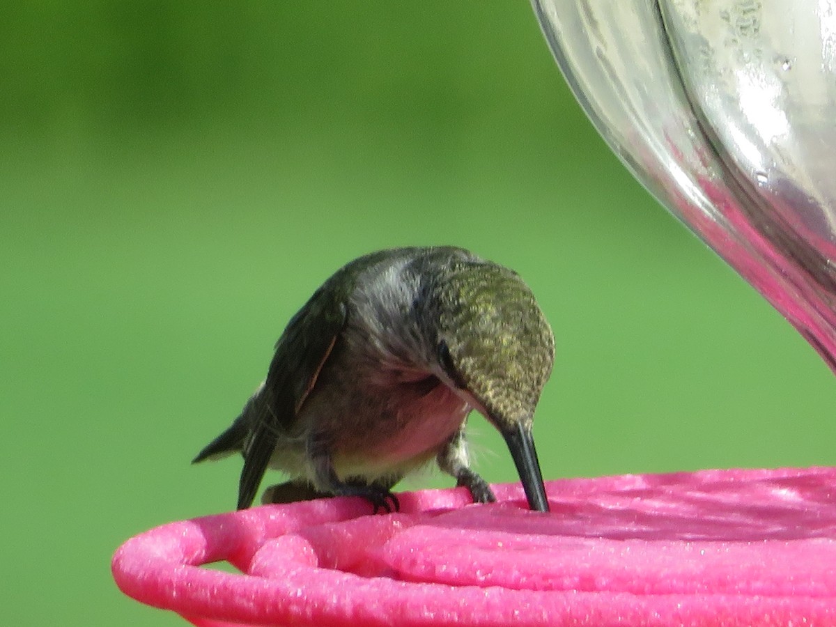 Ruby-throated/Black-chinned Hummingbird - ML622084124