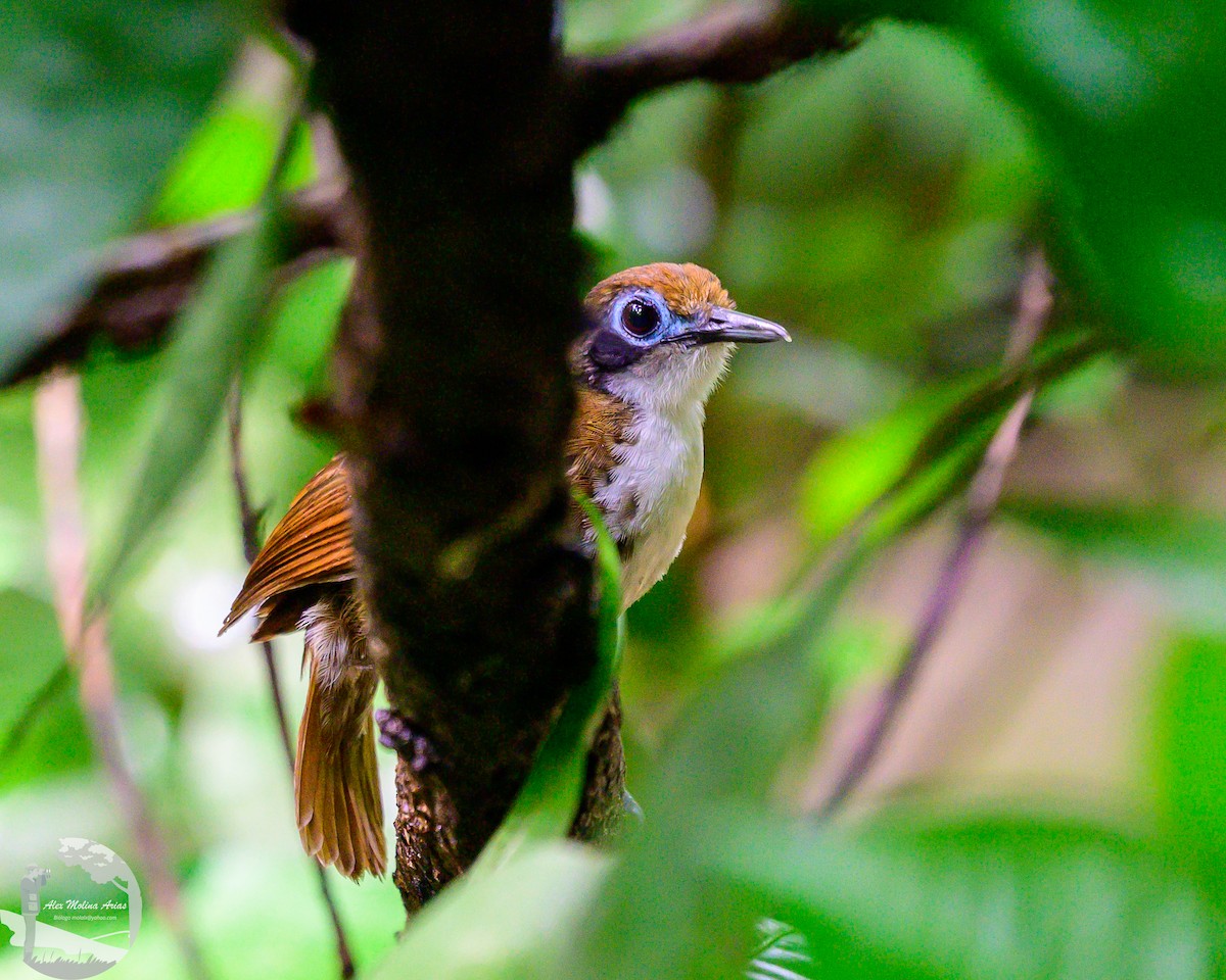 Bicolored Antbird - ML622084125