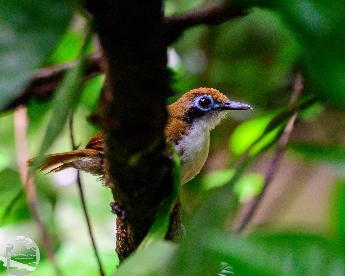 Bicolored Antbird - Alex Molina